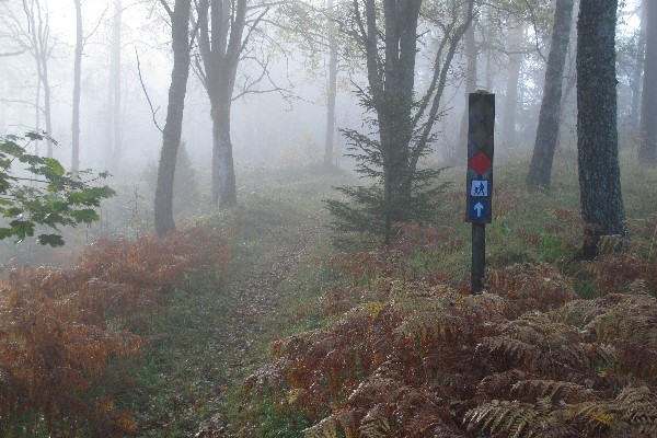 Vackra höstfärger i morgondimman, visst lockar det till promenad